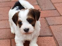 Zur Zeit habe ich wieder süße Havaneserwelpen mit