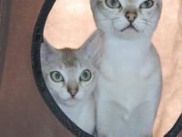 Singapura vom Frankenland