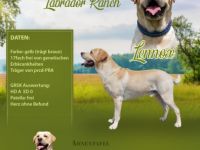 Lennox von der Labrador Ranch