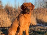 Pablito du Domaine de Biazak