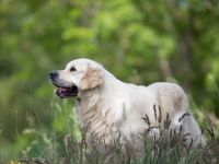 Some Like It Of The Barking Shadows