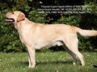 T-Conrat Cușnir House