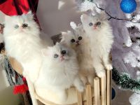 Cattery Bayern Edelweiß