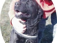 MYLO - 51 cm - DER SCHMUSER! (aus dem Tierschutz / mit