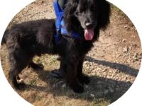 ZORRO - 48 cm - SUCHT HUNDEERFAHRENES ZUHAUSE! ( aus