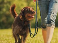 Hundeschule FRANKENWÖLFE - Spalt/Roth/Gunzenhausen