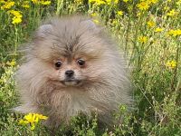 Reinrassige, Pomeranian/Zwergspitz  Welpen mit FCI Ahnenetafel
