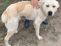 Grisa - weiblich Rasse:Alabai Alter:geb. ca. 02.10.2015