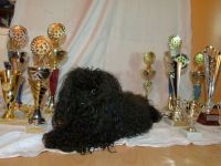 Bolonka von den Hohenstaufern