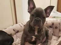 Francoski buldog, Französische Bulldogge