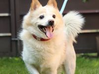 Patrik, Name: PATRIK Aufenthaltsort: Tierheim Slowakei