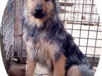 GYILKOS - 40 cm - sucht Menschen mit Erfahrung bei