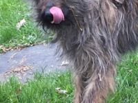 lieber, kastrierter Speriat in Hessen in Pension, sucht