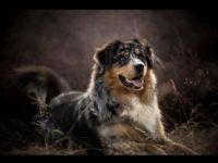 JB Black Saphirs Read my Mind „Diego„