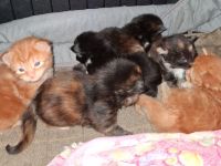 von Nambur und Ley Lines