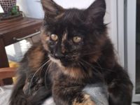 von Nambur und Ley Lines