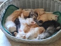 von Nambur und Ley Lines