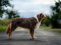 A Midnight Rider Verline