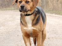 Roger, Name: ROGER Aufenthaltsort:Tierheim Slowakei