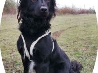 DAGI - 42 cm - wünscht sich ein Zuhause.