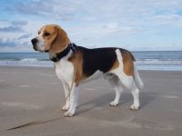 Carlos vom Königreich