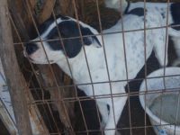 lieber, kastrierter, sozialer Bruno muss im Zwinger