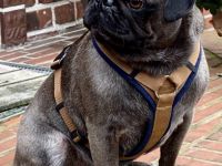 Mops Deckrüde nach Altdeutschem Vorbild