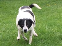 lieber, schüchterner, kastrierter Blanco in Hessen in