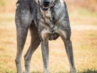 lieber, kastrierter Pelos lebt im Zwinger wenn wir