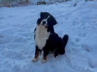 Finley vom Elsässer Mühlgraben