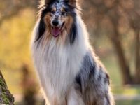 Ch. Androma Atlantic Ocean at Ruf-Clan