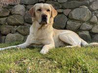 Labrador Retriever Deckrüde