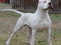 Stallona Los Dulce Angel