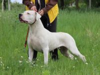 Pandora Gran Chaco of Hungary