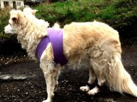 Tellington Touch Seminar (TTouch) - Theorie und Praxis!