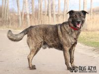 Apollo, Name: APOLLO Aufenthaltsort: Tierheim Slowakei