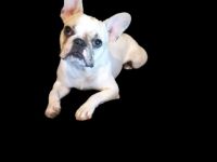 Ajax vom Schloss Buhstein