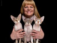 Sie sind auf der Suche nach einer seriösen Devon Rex