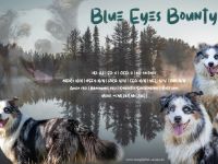 Australian Shepherd Deckrüde blue merle