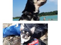 Carlo von den Veenhuserzwergen