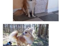 Amigo vom Fliederhof