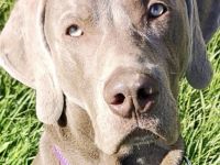 Mago-Rasko von Mindelschloss