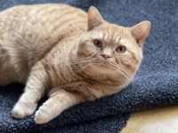 Theo von Traarer Berg