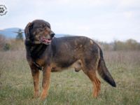 Battyo-liebenswerter älterer Herr, der die Gesellschaft liebt