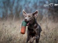 Dante vom Dom des Wiesbachtales