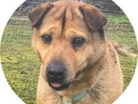 Macika -  45 cm - TRAUMHUND SUCHT ZUHAUSE! (aus dem