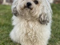 Grisu-Fynn von den Freistetter Wölfchen