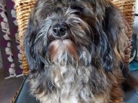 Caeser vom Odiliengarten