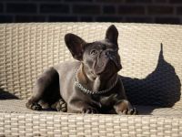 Campari from Bull Athlet's