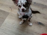 Anton von den Eifelpfötchen